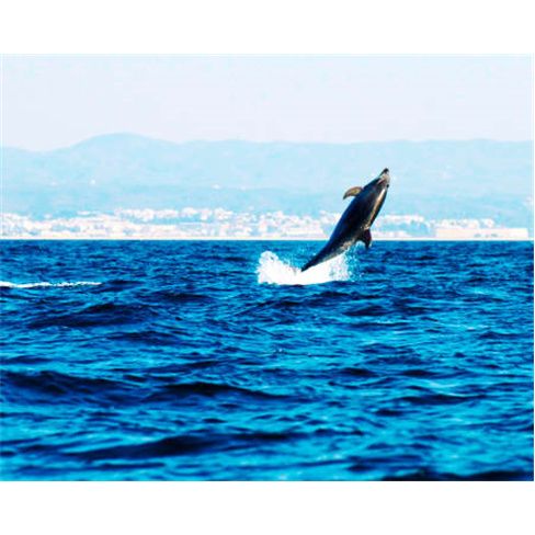Passeio de Barco na Ria For...Observação de Cavalos Marinhos | Partida da Fuse