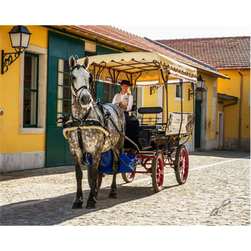 Passeio de Charrete na Zona Histórica de Belém | QTour Experiência para 2 Pes