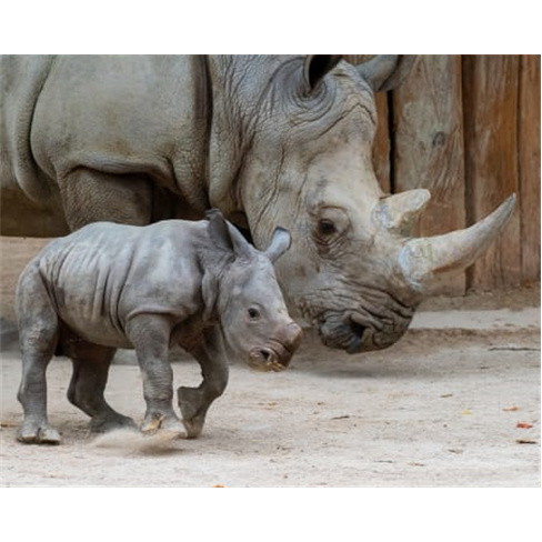 Jardim Zoológico | Descubra...al em Família! Entradas para 2 Adultos + 1 Crian