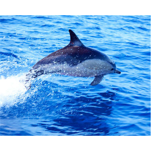 Passeio de Barco na Ria Formosa com Observação da Vida Marinha | Férias no Al