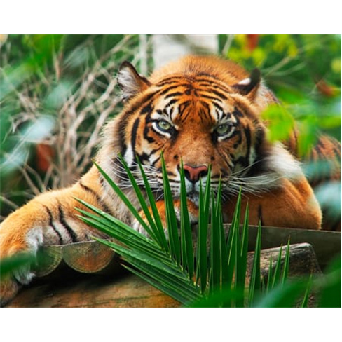 Jardim Zoológico | Descubra...al em Família! Entradas para 2 Adultos + 1 Crian