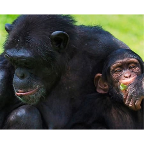 Jardim Zoológico | Descubra...al em Família! Entradas para 2 Adultos + 1 Crian