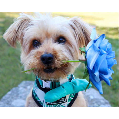 Sessão Fotográfica com Anim... Animal de Estimação + Bolo de Aniversário |