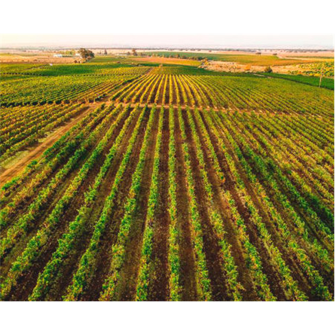 Visita e Prova de Vinhos Al...digueira Visita + Prova de Vinhos Verão | 1 Pesso