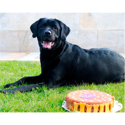 Sessão Fotográfica com Anim... Animal de Estimação + Bolo de Aniversário |