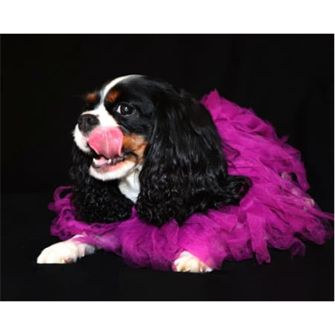 Sessão Fotográfica com Anim... Animal de Estimação + Bolo de Aniversário |