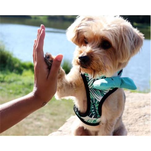 Sessão Fotográfica com Anim... Animal de Estimação + Bolo de Aniversário |