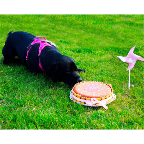 Sessão Fotográfica com Anim... Animal de Estimação + Bolo de Aniversário |