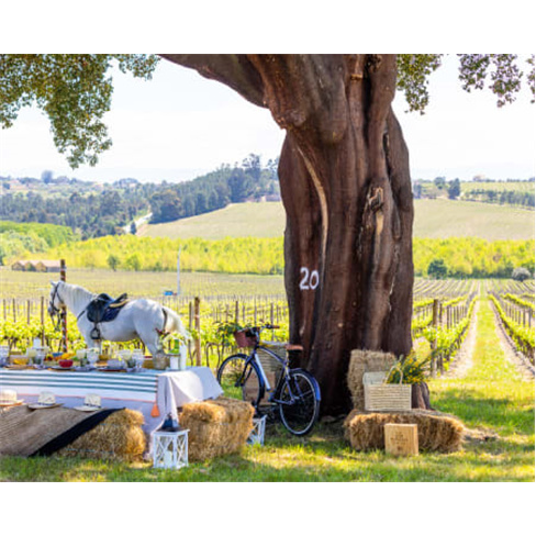 Visita Guiada e Prova de Vinhos Premium e Petiscos de Autor a Dois | Casa de San