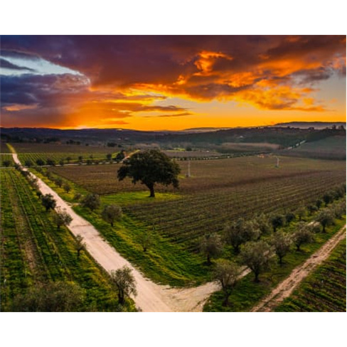 Visita Guiada e Prova de Vinhos Premium e Petiscos de Autor a Dois | Casa de San