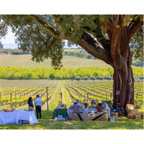 Visita Guiada e Prova de Vinhos Premium e Petiscos de Autor a Dois | Casa de San