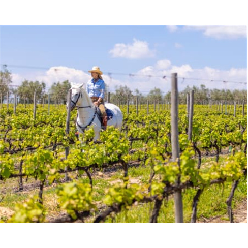 Visita Guiada e Prova de Vinhos Premium e Petiscos de Autor a Dois | Casa de San