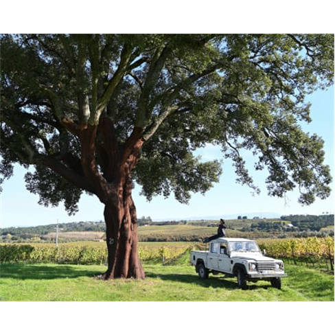 Visita Guiada e Prova de Vinhos Premium e Petiscos de Autor a Dois | Casa de San