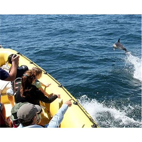 Passeio de Barco em Sesimbra com Observação de Golfinhos | Anthia Diving Cente
