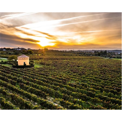 Visita Guiada e Prova de Vinhos e Petiscos Beirãs a Dois | Casa de Santar - Nel