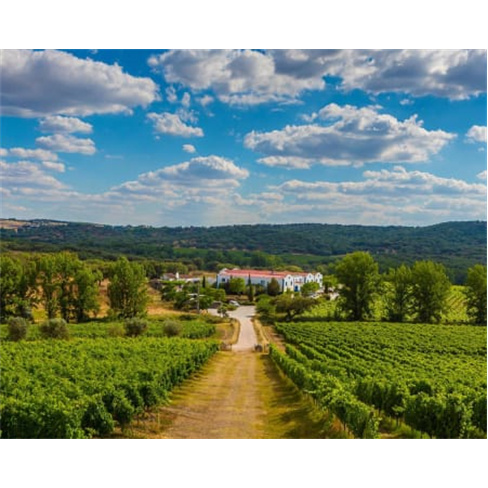 Visita e Prova de Vinhos no...olos Visita Guiada e Prova de 4 Vinhos | 2 Pessoas
