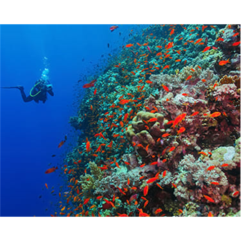 Mergulho no Mar com Passeio...| Anthia Diving Center Época Alta | Maio a Outubr