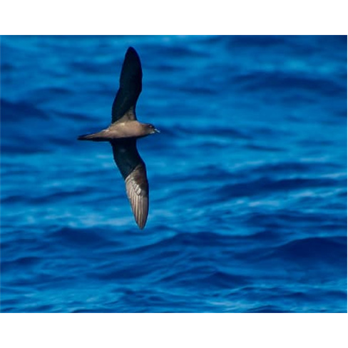 Passeio de Veleiro na Costa Madeirense | Bilhete Criança Ventura Nature Emotion
