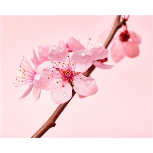 Sinta o Poder das Plantas! Massagem à Escolha | Massage Tea & Cakes - Porto