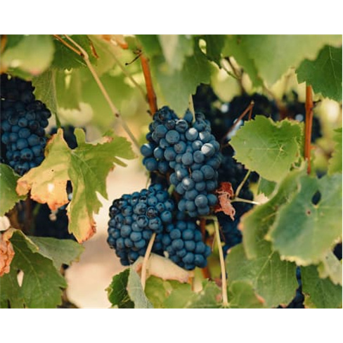 Visita à Fábrica de Bacalhau + Passeio em Jeep + Prova de Vinhos