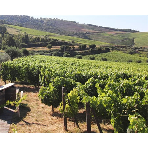 Visita Sabrosa: Prova de Vinhos & Azeite na Quinta da Fonte (56 caracteres)