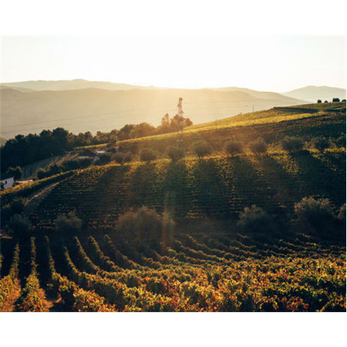 Visita Sabrosa: Prova de Vinhos & Azeite na Quinta da Fonte (56 caracteres)
