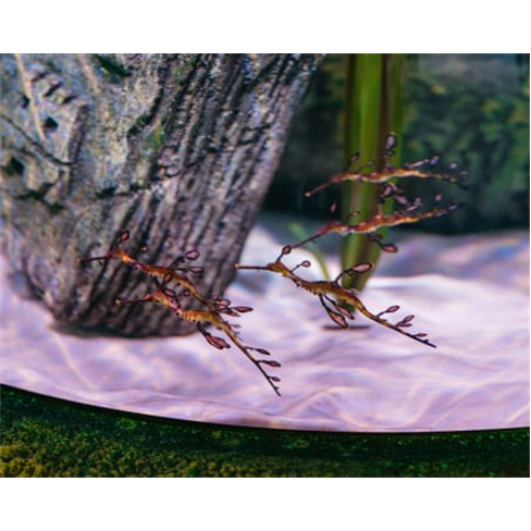 Bilhetes para o SEA LIFE Porto | Aquário com 3 Mil Criaturas Marinhas! 2 Adulto