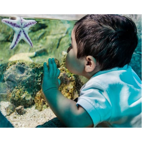 Bilhetes para o SEA LIFE Porto | Aquário com 3 Mil Criaturas Marinhas! 2 Adulto