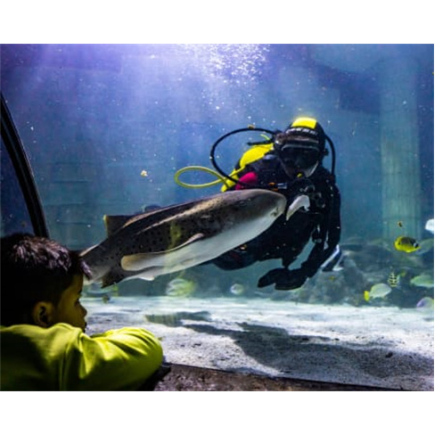 Bilhetes para o SEA LIFE Porto | Aquário com 3 Mil Criaturas Marinhas! 2 Adulto