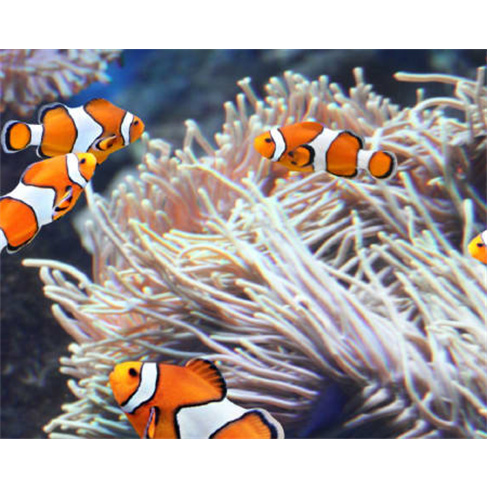 Bilhetes para o SEA LIFE Porto | Aquário com 3 Mil Criaturas Marinhas! 2 Adulto