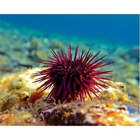 Bilhetes para o SEA LIFE Porto | Aquário com 3 Mil Criaturas Marinhas! 2 Adulto