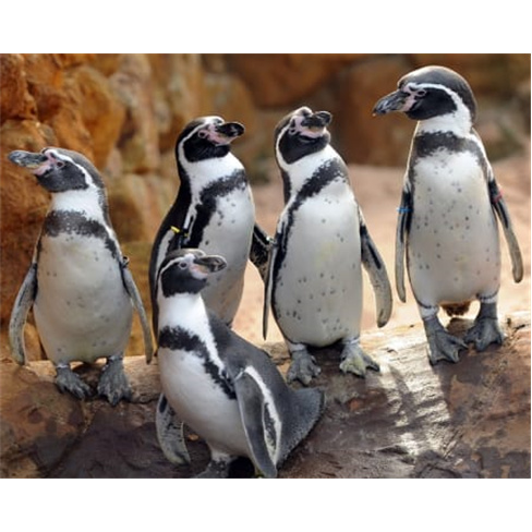 Bilhetes para o SEA LIFE Porto | Aquário com 3 Mil Criaturas Marinhas! 2 Adulto
