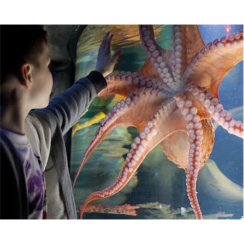 Bilhetes para o SEA LIFE Porto | Aquário com 3 Mil Criaturas Marinhas! 2 Adulto