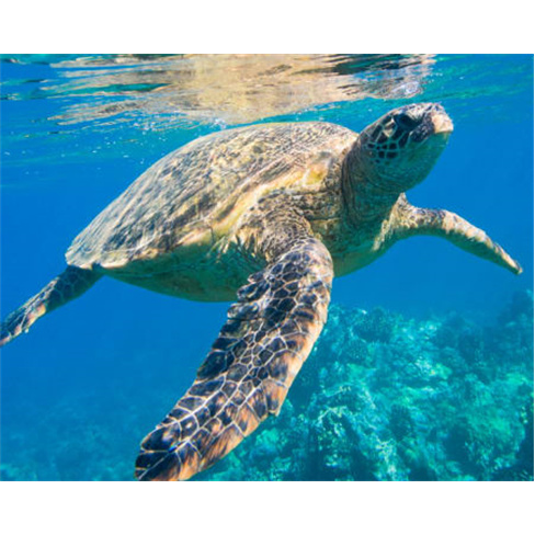 Bilhetes para o SEA LIFE Porto | Aquário com 3 Mil Criaturas Marinhas! 2 Adulto