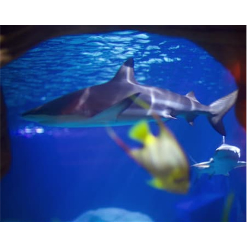 Bilhetes para o SEA LIFE Porto | Aquário com 3 Mil Criaturas Marinhas! 2 Adulto