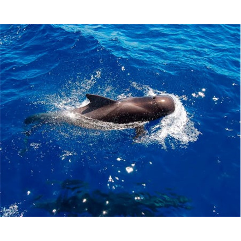 Passeio de Barco com Golfinhos na Madeira | Bilhete Criança