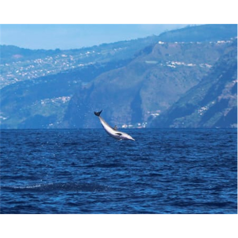 Passeio de Barco com Golfinhos na Madeira | Bilhete Criança