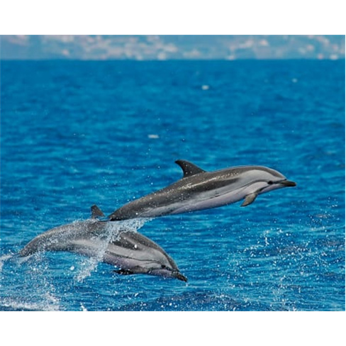 Passeio de Barco com Golfinhos na Madeira | Bilhete Criança
