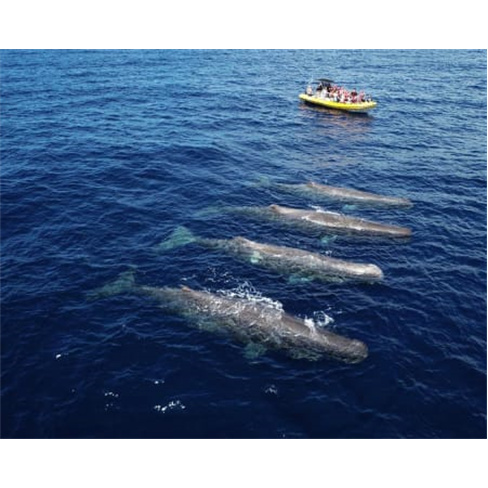 Passeio de Barco com Golfinhos na Madeira | Bilhete Criança