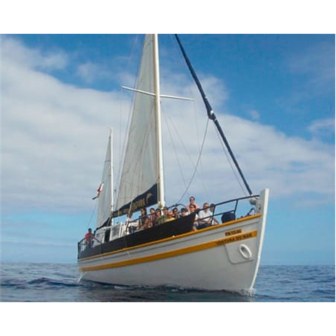 Passeio de Barco com Golfinhos na Madeira | Bilhete Criança