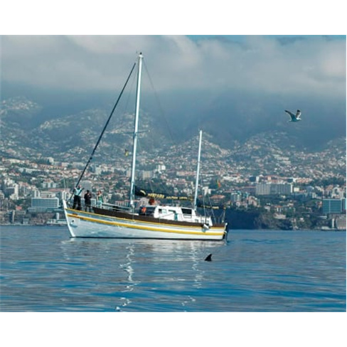 Passeio de Barco com Golfinhos na Madeira | Bilhete Criança