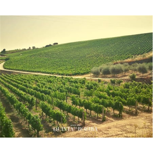 Prova 5 Vinhos Porto p/ 2 | Cave Quinta da Boeira, Vila Nova GaianCaracteres: 6