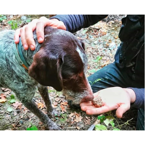 Experiência VIP: Caça às Trufas com Degustação | Truffle Hunter Italy