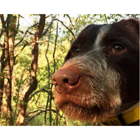 Caça e Prova de Trufas de Luxo VIP | Truffle Hunter Italy - Itália