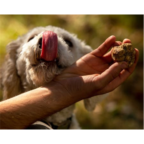 Experiência VIP: Caça às Trufas com Degustação | Truffle Hunter Italy