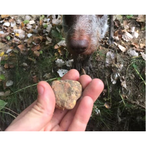 Experiência VIP: Caça às Trufas com Degustação | Truffle Hunter Italy