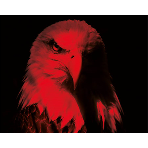 Visita ao Museu e Estádio do SLB com Oferta Especial!