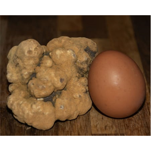 Experiência VIP: Caça às Trufas com Degustação | Truffle Hunter Italy
