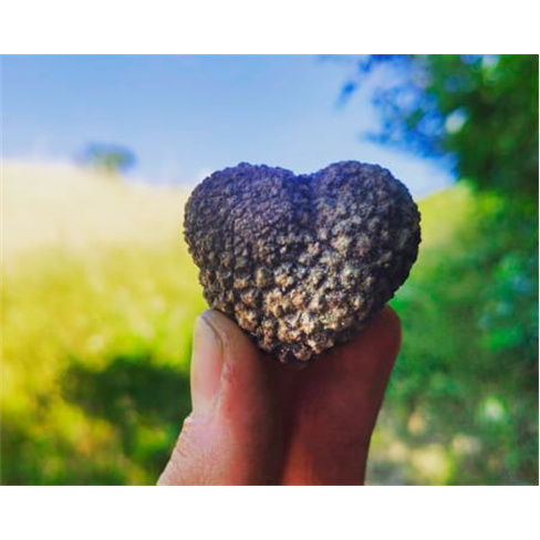 Experiência VIP: Caça às Trufas com Degustação | Truffle Hunter Italy