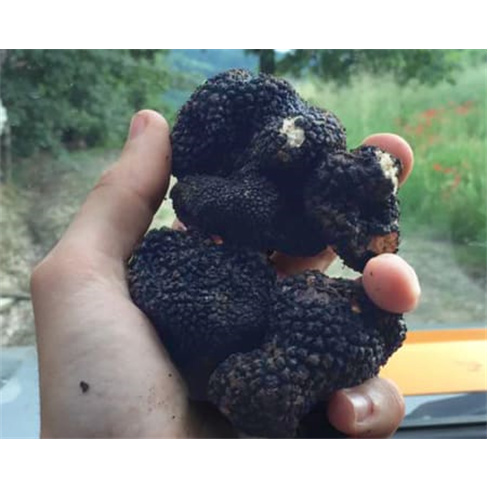 Experiência VIP: Caça às Trufas com Degustação | Truffle Hunter Italy